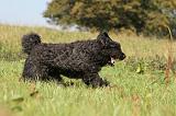 BOUVIER DES FLANDRES 125